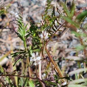 Vicia disperma at Kingston, ACT - 27 Jul 2022 11:15 AM