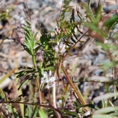 Vicia disperma (Two Seeded Vetch) at Lake Burley Griffin Central/East - 27 Jul 2022 by Mike