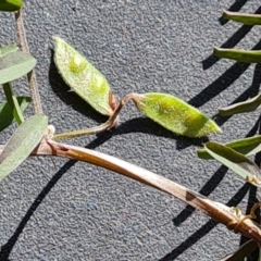 Vicia disperma at Kingston, ACT - 27 Jul 2022