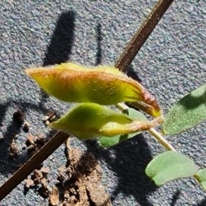 Vicia disperma at Kingston, ACT - 27 Jul 2022