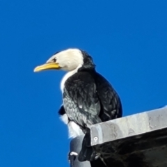 Microcarbo melanoleucos (Little Pied Cormorant) at Lake Burley Griffin Central/East - 27 Jul 2022 by Mike
