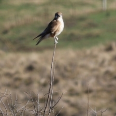 Falco berigora (Brown Falcon) at WREN Reserves - 29 Jul 2022 by KylieWaldon