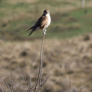 Falco berigora at Wodonga, VIC - 30 Jul 2022 09:48 AM