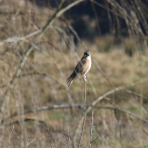 Falco berigora at Wodonga, VIC - 30 Jul 2022 09:48 AM