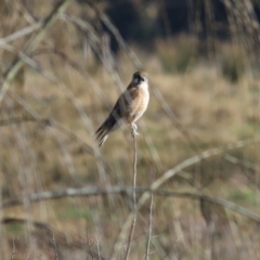 Falco berigora at Wodonga, VIC - 30 Jul 2022 09:48 AM