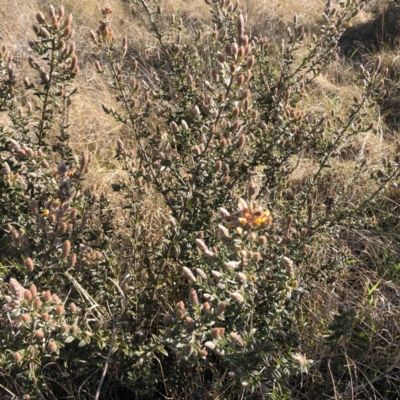 Oxylobium ellipticum (Common Shaggy Pea) at Hughes, ACT - 27 Jul 2022 by ruthkerruish