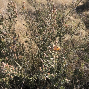 Oxylobium ellipticum at Hughes, ACT - 27 Jul 2022