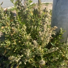 Chenopodium album (Fat Hen) at QPRC LGA - 30 Jul 2022 by Steve_Bok