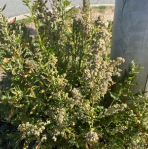 Chenopodium album at Karabar, NSW - 30 Jul 2022 01:38 PM