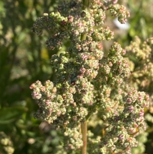 Chenopodium album at Karabar, NSW - 30 Jul 2022 01:38 PM