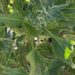 Chenopodium album at Karabar, NSW - 30 Jul 2022 01:38 PM