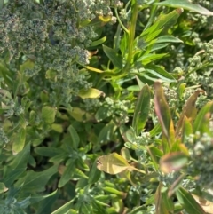 Chenopodium album at Karabar, NSW - 30 Jul 2022 01:38 PM