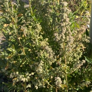 Chenopodium album at Karabar, NSW - 30 Jul 2022 01:38 PM