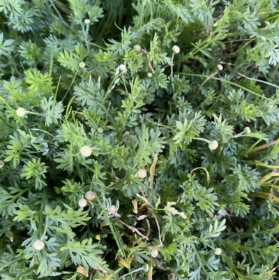 Cotula australis (Common Cotula, Carrot Weed) at Jerrabomberra, NSW - 30 Jul 2022 by SteveBorkowskis