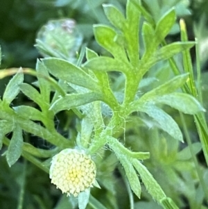 Cotula australis at Jerrabomberra, NSW - suppressed