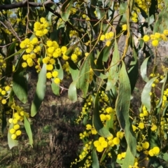 Acacia pycnantha (Golden Wattle) at Jerrabomberra, ACT - 30 Jul 2022 by Mike