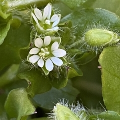 Stellaria media (Common Chickweed) at Jerrabomberra, NSW - 30 Jul 2022 by Steve_Bok