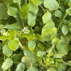 Stellaria media at Jerrabomberra, NSW - suppressed