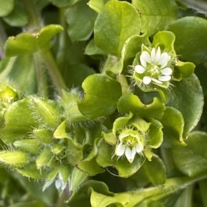 Stellaria media at Jerrabomberra, NSW - suppressed