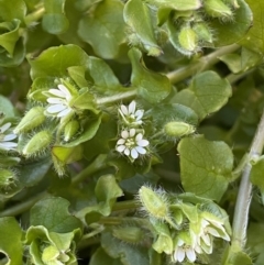 Stellaria media at Jerrabomberra, NSW - suppressed