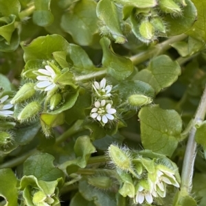 Stellaria media at Jerrabomberra, NSW - suppressed