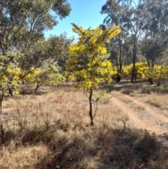 Acacia baileyana (Cootamundra Wattle, Golden Mimosa) at Ginninderry Conservation Corridor - 30 Jul 2022 by VanceLawrence