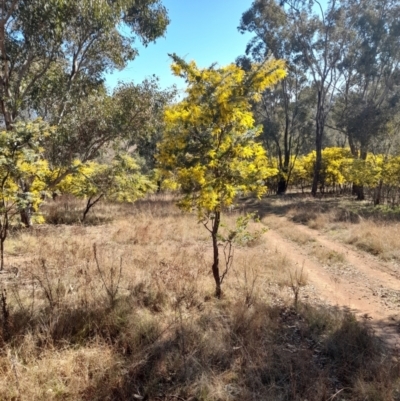 Acacia baileyana (Cootamundra Wattle, Golden Mimosa) at Ginninderry Conservation Corridor - 30 Jul 2022 by VanceLawrence