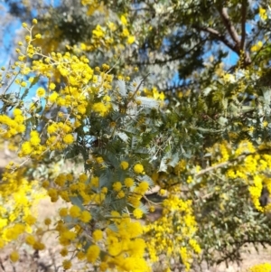 Acacia baileyana at Coree, ACT - 30 Jul 2022