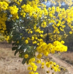 Acacia baileyana at Coree, ACT - 30 Jul 2022 11:20 AM