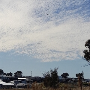 Falco cenchroides at Holt, ACT - 30 Jul 2022