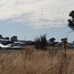 Falco cenchroides at Holt, ACT - 30 Jul 2022