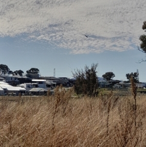 Falco cenchroides at Holt, ACT - 30 Jul 2022