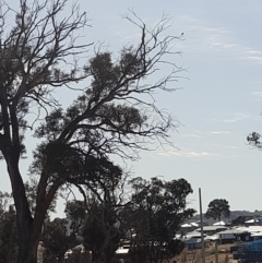 Falco cenchroides at Holt, ACT - 30 Jul 2022