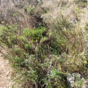 Xerochrysum viscosum at Coree, ACT - 30 Jul 2022