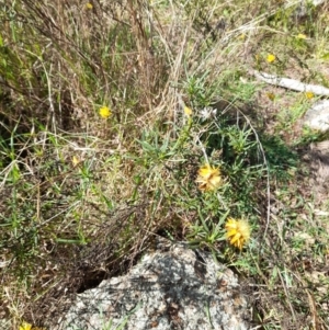 Xerochrysum viscosum at Coree, ACT - 30 Jul 2022