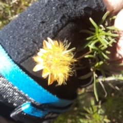 Xerochrysum viscosum at Coree, ACT - 30 Jul 2022 12:10 PM