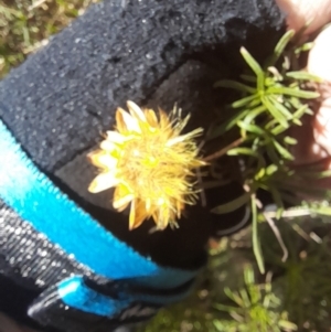 Xerochrysum viscosum at Coree, ACT - 30 Jul 2022 12:10 PM