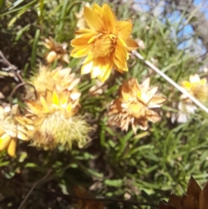 Xerochrysum viscosum at Coree, ACT - 30 Jul 2022 12:10 PM