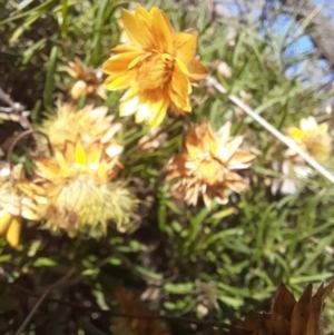 Xerochrysum viscosum at Coree, ACT - 30 Jul 2022 12:10 PM