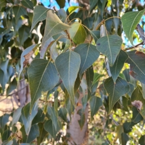 Brachychiton populneus subsp. populneus at Jerrabomberra, ACT - 30 Jul 2022