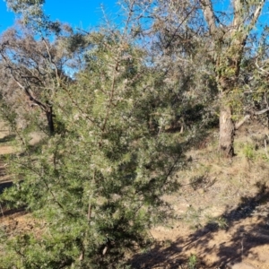 Hakea sericea at Red Hill, ACT - 30 Jul 2022 03:28 PM