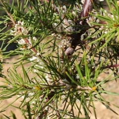 Hakea sericea at Red Hill, ACT - 30 Jul 2022 03:28 PM