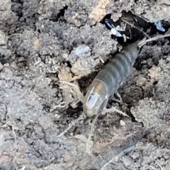 Amphipod (order Amphipoda, family Talitridae) (Lawn shrimp, landhopper) at Molonglo Valley, ACT - 30 Jul 2022 by trevorpreston