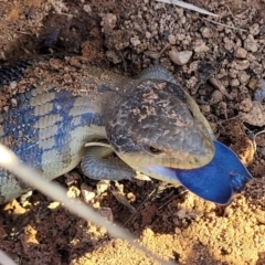 Tiliqua scincoides scincoides (Eastern Blue-tongue) at Molonglo Valley, ACT - 30 Jul 2022 by trevorpreston
