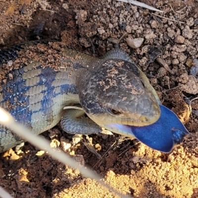 Tiliqua scincoides scincoides (Eastern Blue-tongue) at Molonglo Valley, ACT - 30 Jul 2022 by trevorpreston