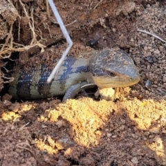 Tiliqua scincoides scincoides at Molonglo Valley, ACT - 30 Jul 2022