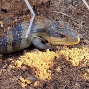 Tiliqua scincoides scincoides at Molonglo Valley, ACT - 30 Jul 2022