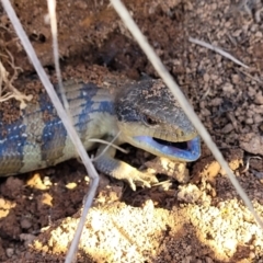 Tiliqua scincoides scincoides at Molonglo Valley, ACT - 30 Jul 2022