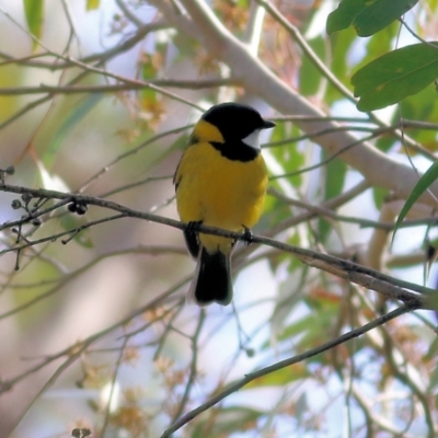 Pachycephala pectoralis (Golden Whistler) at WREN Reserves - 30 Jul 2022 by KylieWaldon