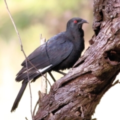 Corcorax melanorhamphos (White-winged Chough) at Wodonga - 30 Jul 2022 by KylieWaldon